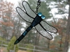 Stained glass dragonfly in electric blue glass